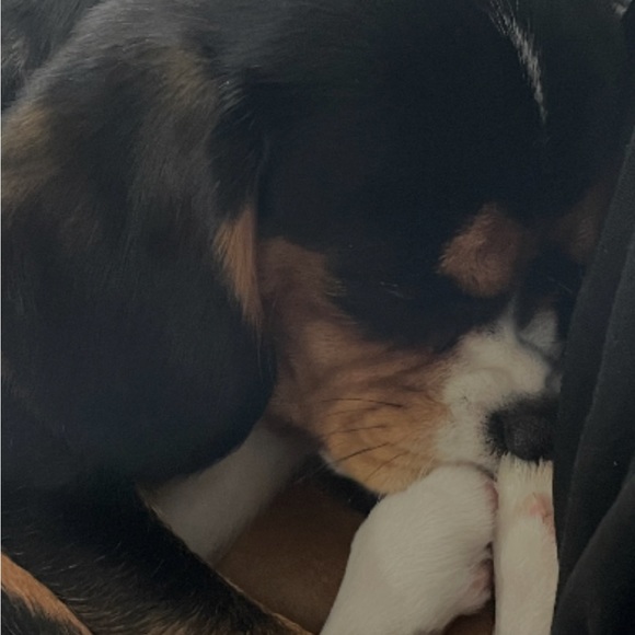 Meet your Posher, Isabella - Picture 1 of 1